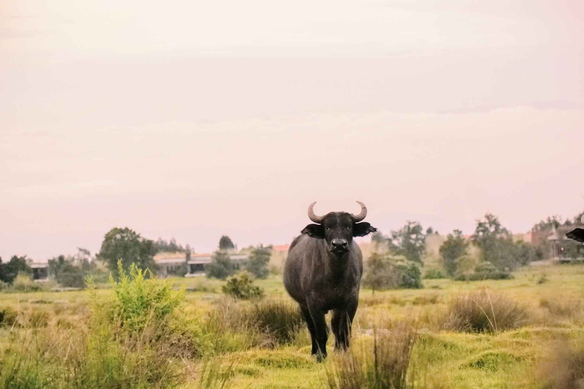 Buffalo in Volcanoes National Park Rwanda (43)