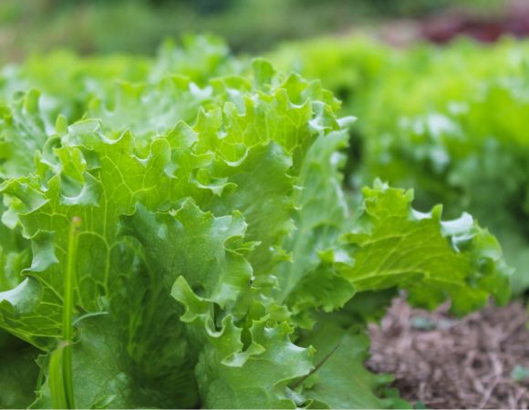 Farm to table