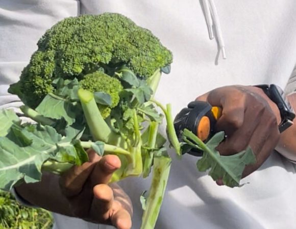 Farm to table