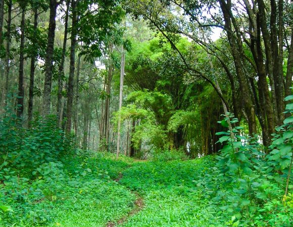 Hiking Trail