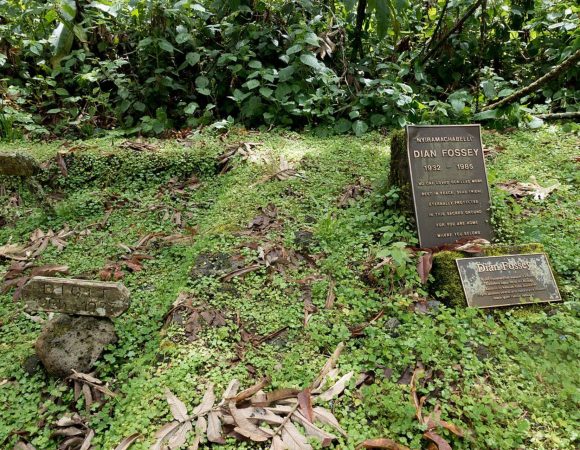 Karisoke Research Station and Dian Fossey Hike