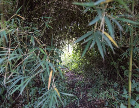 Dense bamboo forests