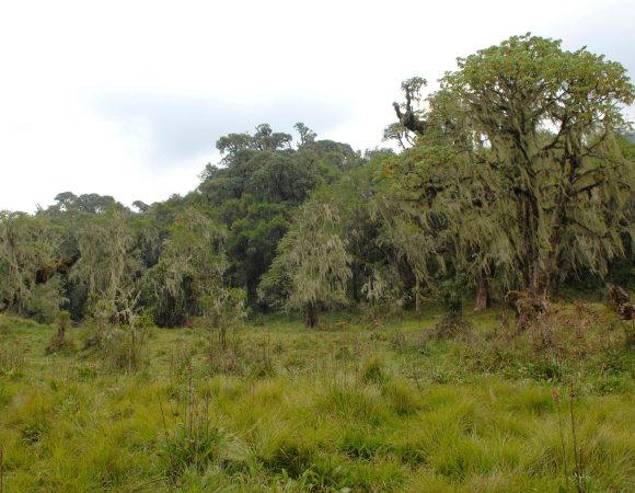 Dense vegetation
