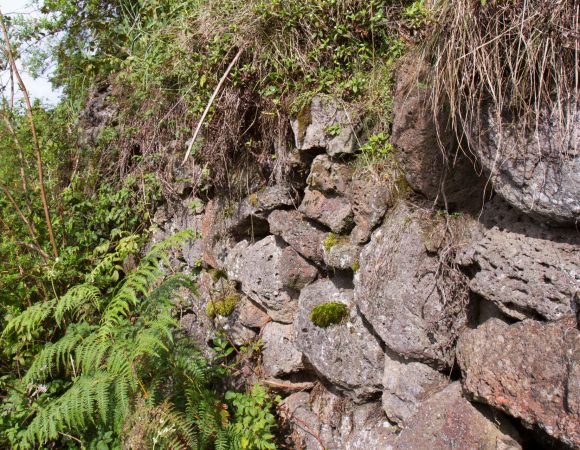 The buffalo wall