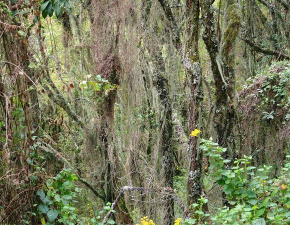 Dense forest on the slopes